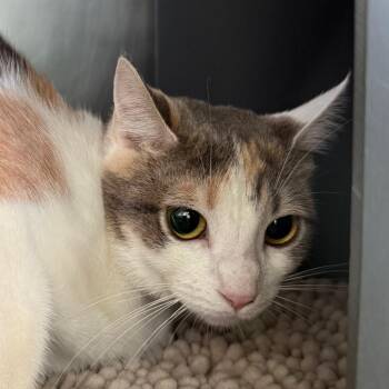 Rhys -  Domestic Short Hair Cat for Adoption in Chicago, Illinois - Rhys | PetCurious