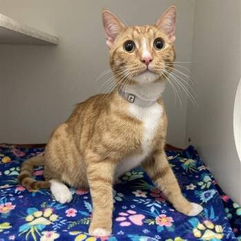 Simba -  Domestic Short Hair Cat for Adoption in Long Beach, California - Simba | PetCurious