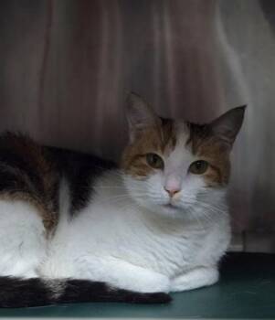 Domestic Short Hair Cats Available for Adoption in North Charleston, South Carolina - 94194a Cali | PetCurious