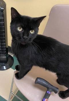 BREEZY -  Domestic Short Hair Cat for Adoption in Muskegon, Michigan - BREEZY | PetCurious