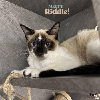 RIDDLE -  Snowshoe Cat for Adoption in Madison, Wisconsin - RIDDLE | PetCurious