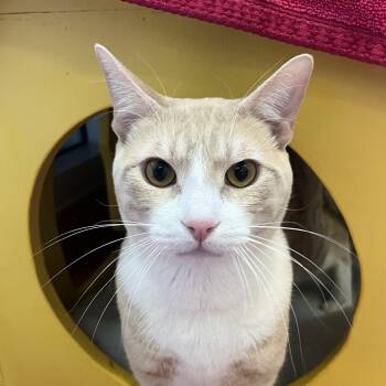 Domestic Short Hair Cats Available for Adoption in Burlingame, California - Butterscotch | PetCurious