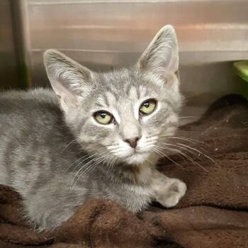 Tizzy VC0626-57 -  Domestic Short Hair Cat for Adoption in Spokane, Washington - Tizzy VC0626-57 | PetCurious