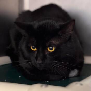 Domestic Short Hair Cats Available for Adoption - Kismet | PetCurious