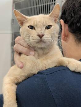 Muscles -  Domestic Short Hair Cat for Adoption in Denham Springs, Louisiana - Muscles | PetCurious