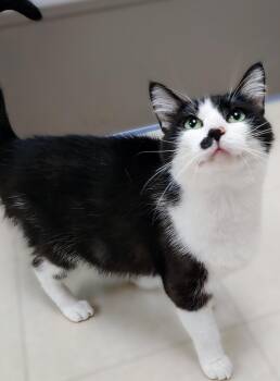 Rescue Domestic Short Hair Cats for Adoption in Belmont, New York - Estelle | PetCurious