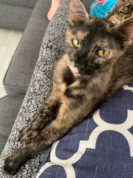 Rescue Tortoiseshell Cats for Adoption in Zephyrhills, Florida - Soba (6420) | PetCurious