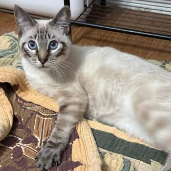 Casper -  Siamese Cat for Adoption in NEW PT RICHEY, Florida - Casper | PetCurious