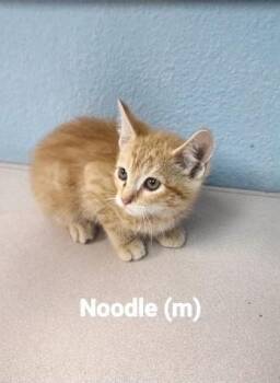 Noodle -  Domestic Short Hair Cat for Adoption in Beatrice, Nebraska - Noodle | PetCurious