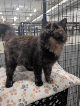 Veronica -  Domestic Medium Hair Cat for Adoption in Columbus, Ohio - Veronica | PetCurious