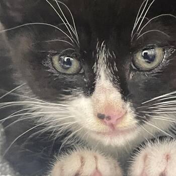 Domestic Short Hair Cats Available for Adoption in Roanoke, Virginia - Mustard | PetCurious