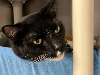 Domestic Short Hair Cats Available for Adoption in Venice, Florida - Jaspurr | PetCurious