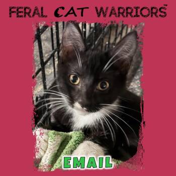 Email -  Domestic Short Hair Cat for Adoption in Kingman, Arizona - Email | PetCurious
