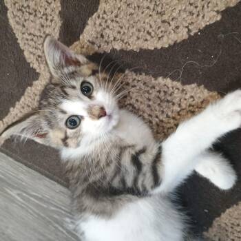 Taco -  Domestic Short Hair Cat for Adoption in Farmington, Minnesota - Taco | PetCurious