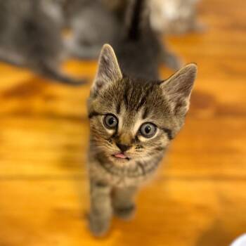 Domestic Short Hair Cats Available for Adoption in Granville, Ohio - Jet | PetCurious