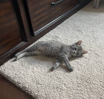 Bean (8 weeks) -  American Shorthair Cat for Adoption in Florham Park, New Jersey - Bean (8 Weeks) | PetCurious