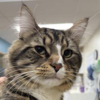 Rescue Domestic Medium Hair Cats for Adoption in Prince Frederick, Maryland - Mr. Beefy | PetCurious