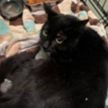 Domestic Short Hair Cats Available for Adoption in New York, New York - Dryad | PetCurious