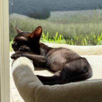 Bruno -  Domestic Short Hair and Bombay Cat for Adoption in South Miami, Florida - Bruno | PetCurious
