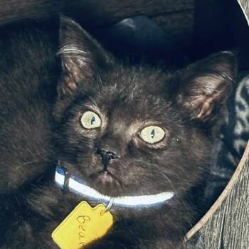 Bear - Fun and Sweet -  Domestic Short Hair Cat for Adoption in Hoquiam, Washington - Bear - Fun And Sweet | PetCurious