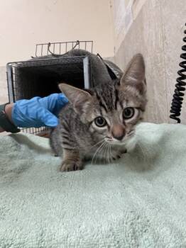 Rescue Domestic Short Hair Cats for Adoption in Honolulu, Hawaii - Brooklyn | PetCurious