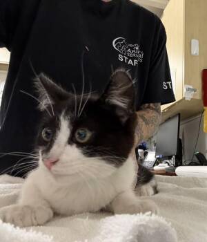 A885072 -  Domestic Short Hair Cat for Adoption in Camarillo, California - A885072 | PetCurious