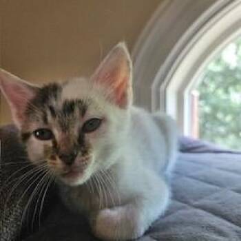 Tabby and Domestic Short Hair Cats Available for Adoption in Waxhaw, North Carolina - Ophelia | PetCurious