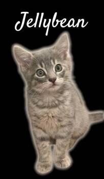 Jellybean -  Domestic Short Hair Cat for Adoption in Auburn, California - Jellybean | PetCurious