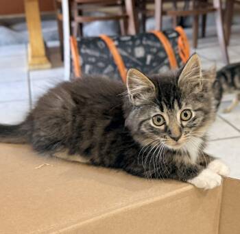 Liberty -  Ragamuffin and Domestic Long Hair Cat for Adoption in Tavares, Florida - Liberty | PetCurious