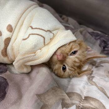 Toulouse -  Domestic Short Hair Cat for Adoption in Youngstown, Ohio - Toulouse | PetCurious