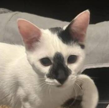 Domestic Medium Hair Cats Available for Adoption in Liverpool, Texas - Luffy | PetCurious