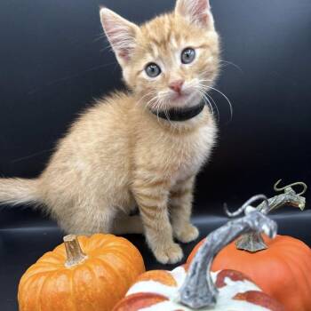 Rescue Domestic Short Hair Cats for Adoption in Springfield, Missouri - Big Bird | PetCurious