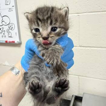 Green -  Domestic Short Hair Cat for Adoption in Reno, Nevada - Green | PetCurious