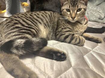 Rescue Bengal Cats for Adoption in Lyons, Illinois - Duke Ralph | PetCurious