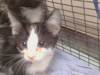 PANELA -  Domestic Short Hair Cat for Adoption in Sacramento, California - PANELA | PetCurious