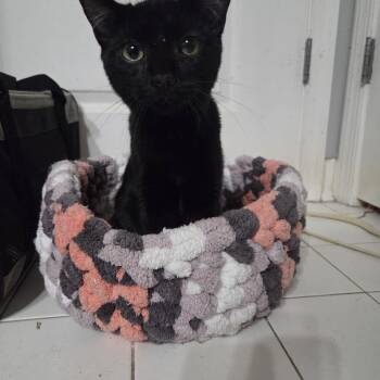 Glacier and Shenandoah -  Domestic Short Hair Cat for Adoption in Fairfax, Virginia - Glacier And Shenandoah | PetCurious