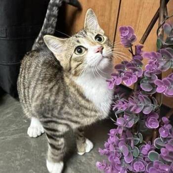 Domestic Short Hair Cats Available for Adoption in Dekalb, Illinois - Lukas | PetCurious