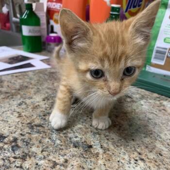 Vinny -  Domestic Short Hair Cat for Adoption in Dickinson, Texas - Vinny | PetCurious