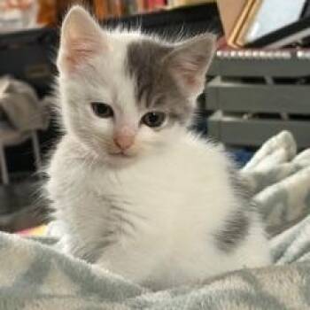 Domestic Short Hair Cats Available for Adoption - Witbier | PetCurious