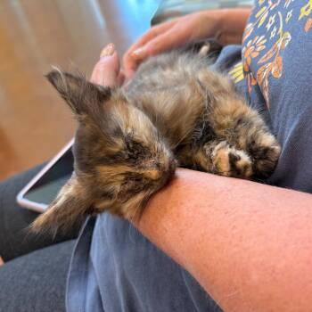 Pretty Baby -  Domestic Short Hair Cat for Adoption in Lynchburg, Virginia - Pretty Baby | PetCurious