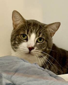 Domestic Short Hair Cats Available for Adoption in Novato, California - Wasabi | PetCurious