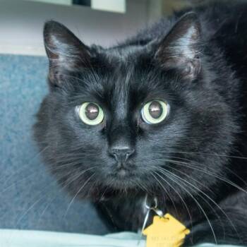 BRIOCHE -  Domestic Medium Hair Cat for Adoption in St. Louis, Missouri - BRIOCHE | PetCurious