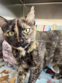 Domestic Short Hair Cats Available for Adoption in Kansas City, Missouri - Miss Ma