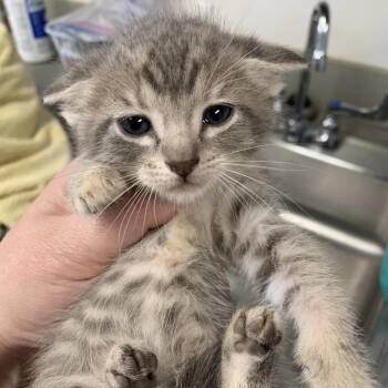 Baby Spice -  Domestic Short Hair Cat for Adoption in Cleveland, Mississippi - Baby Spice | PetCurious