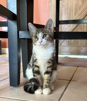 Minnow Springs -  Domestic Short Hair and Tabby Cat for Adoption in Chandler, Arizona - Minnow Springs | PetCurious