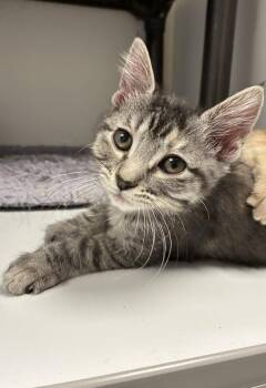 Pebbles -  Domestic Short Hair Cat for Adoption in Salt Lake City, Utah - Pebbles | PetCurious