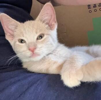 Sandy -  Domestic Short Hair Cat for Adoption in Wheaton, Illinois - Sandy | PetCurious