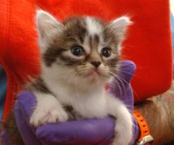 Domestic Short Hair Cats Available for Adoption in Doral, Florida - NYA | PetCurious
