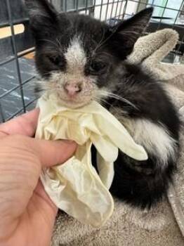 MARCO -  Domestic Short Hair Cat for Adoption in Martinez, California - MARCO | PetCurious