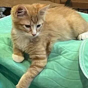 Butterscotch -  Domestic Long Hair Cat for Adoption in Grand Island, Nebraska - Butterscotch | PetCurious